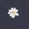 0694 DAISY