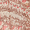 Long-sleeve blouse A322 print ikat beige 3wbl149p10